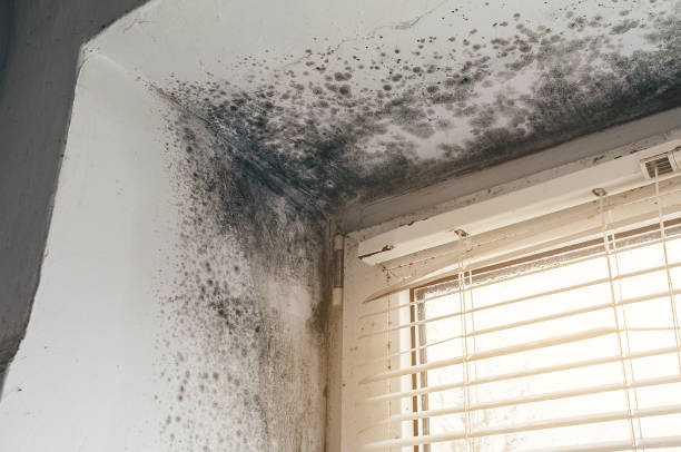 Affordable Mold Cleanup solutions in Succasunna, NJ